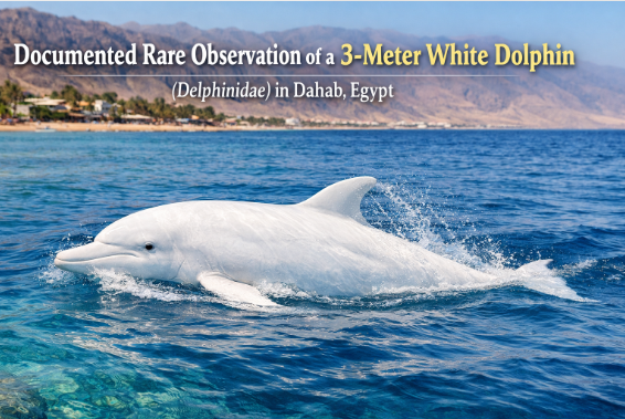 Documented Rare Observation of a 3-Meter White Dolphin (Delphinidae) in Dahab, Egypt
